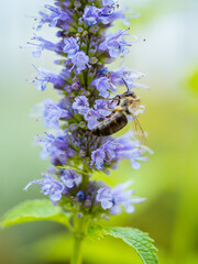 bee on flower