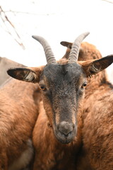 Goats grazing on an animal farm
