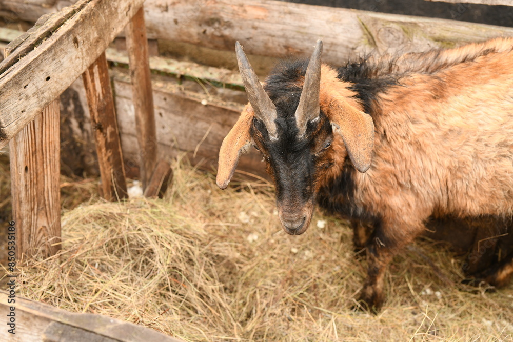 Wall mural goats grazing on an animal farm