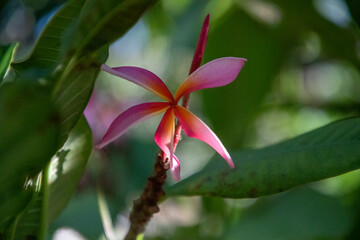 The timeless elegance of plumeria