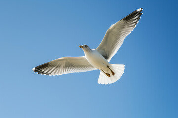 Fototapeta premium Seagull soaring in clear blue sky