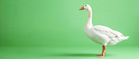 Obraz premium Graceful goose with white feathers and distinctive beaks, thriving in natural habitats and adding charm to serene water landscapes