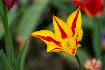 Obraz premium Close-up of a vibrant yellow and red tulip flower in a garden setting.