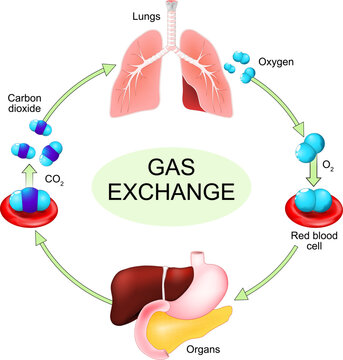 Gas exchange process. Breathing, inhalation and exhalation