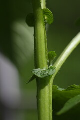 Macro of a potato plant stem