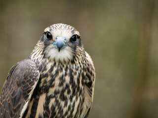 photo of a falcon. Bird of prey, Common buzzard, Buteo Buteo. Head of small falcon