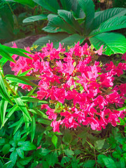 Vibrant Pink Azaleas in Sunlit Garden. Close-up of radiant pink azalea flowers amidst lush green foliage, capturing the essence of spring bloom