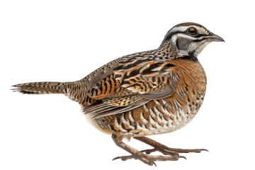 A quail bird in profile view, showcasing its intricate feather patterns and natural colors.