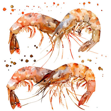 recommend clip art: Watercolor vector of shrimp, isolated on a white background, design art, drawing clipart, Illustration painting, Graphic logo, shrimp vector 