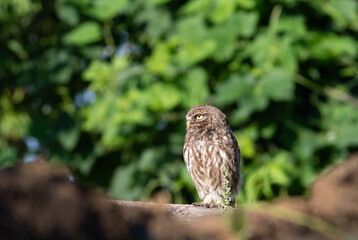 Little owl, Athene noctua. In the early morning, a bird sits on a log near its nest