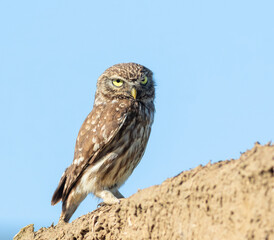 Little owl, Athene noctua. A bird sits on the wall of an old crumbling house