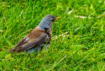 A blackbird is sitting on the lawn in the grass.