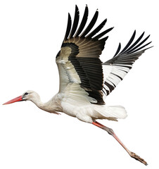 Flying white stork isolated on a transparent background © Flowal93