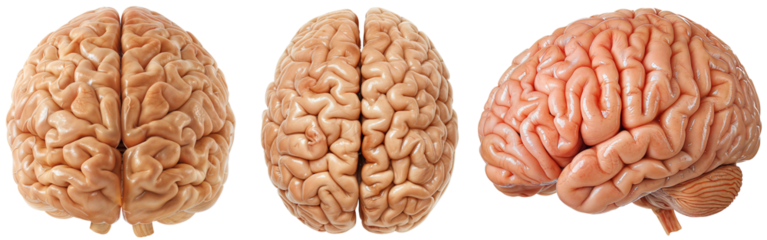 Human brain collection, side, front and top view, isolated on a transparent background