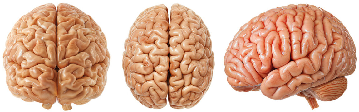 Human brain collection, side, front and top view, isolated on a transparent background