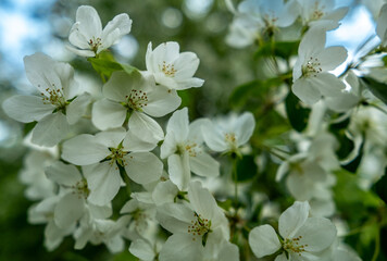 White flowers on the branches of an apple tree on a spring day.