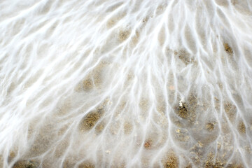A fragment of white fluffy mold in the basement of a house. Dangerous mold spores for health.