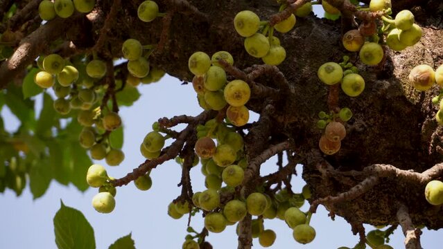 Ficus racemosa, also known as the cluster fig, red river fig, or gular tree, with fruits and leaves in Uttarakhand, India