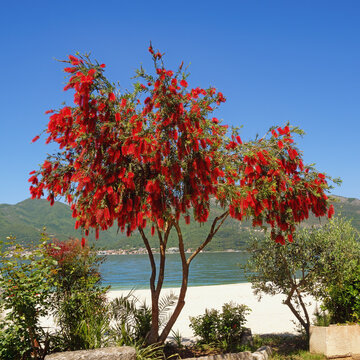 Callistemon viminalis tree with bright red flowers on sunny spring day. Montenegro, coast of Kotor Bay