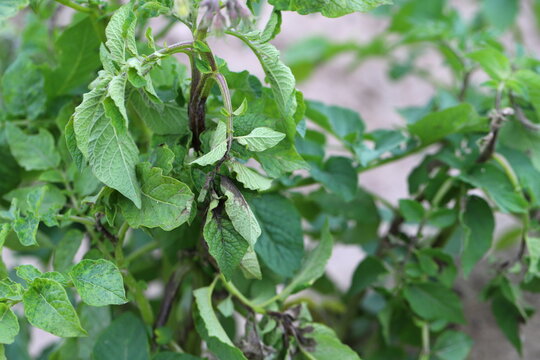 Potato blight or late blight is serious potato and tomato disease causes by a fungus-like microorganism Phytophthora infestans an oomycete or water mold.