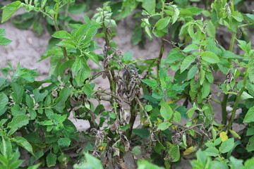 Potato blight or late blight is serious potato and tomato disease causes by a fungus-like microorganism Phytophthora infestans an oomycete or water mold.