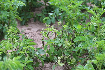 Fototapeta premium Potato blight or late blight is serious potato and tomato disease causes by a fungus-like microorganism Phytophthora infestans an oomycete or water mold.