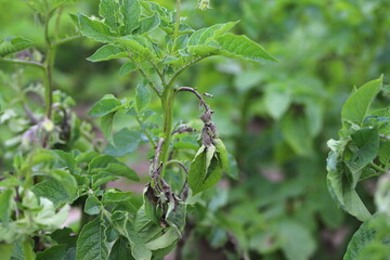 Potato blight or late blight is serious potato and tomato disease causes by a fungus-like microorganism Phytophthora infestans an oomycete or water mold.