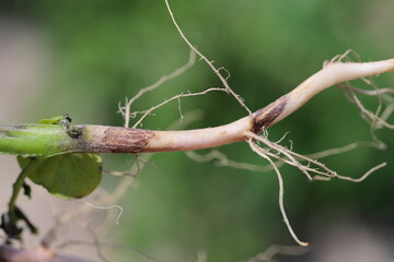 Black scurf of potato or black speck of potato. Fungal disease of potatoes caused by the...