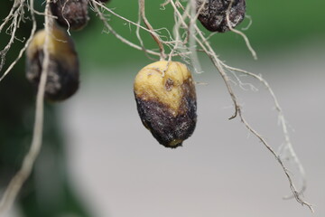 Potato blight or late blight is serious potato and tomato disease causes by a fungus-like...