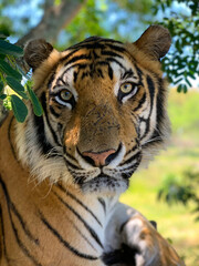Tiger looking at the camera up close in a natural setting.