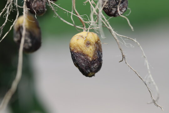 Potato blight or late blight is serious potato and tomato disease causes by a fungus-like microorganism Phytophthora infestans an oomycete or water mold. Symptoms on tubers.