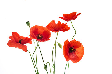 Obraz premium Vibrant Red Poppies isolated on white background. Symbol of remembrance day.