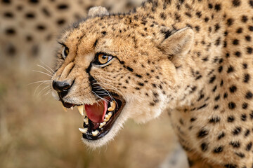 cheetah snare