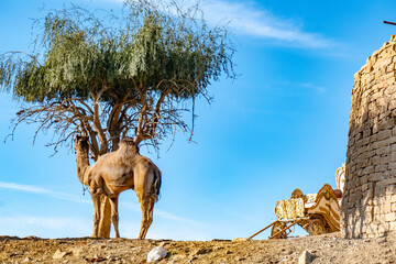 old loam farm house at the desert thar with tree and camels and cows resting in the desert heat