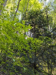 Green Conifer Tree Branches in a Forest in Spring in Austria Europe