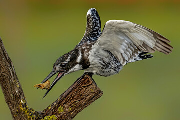 Pied Kingfisher playing with stick