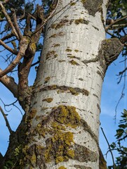 Tree Trunk Bark Close-Up and Foliage on a Sunny Spring Day