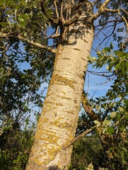 Tree Trunk Bark Close-Up and Foliage on a Sunny Spring Day