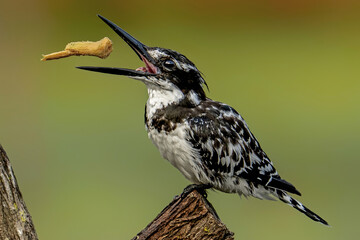 Pied Kingfisher playing with stick