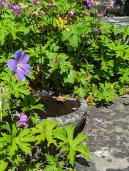 Purple Flowers and Petals in a Water Bowl in a Sunny Romantic Garden in Spring