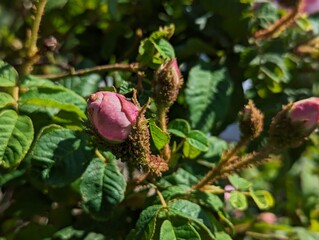 Moss Rose on a Sunny Spring Day in a Lush Garden