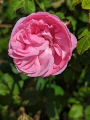 Pink Rose in a Garden on a Sunny Bright Fresh Spring Day