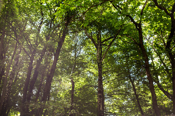 Fototapeta premium beautiful trees in the forest