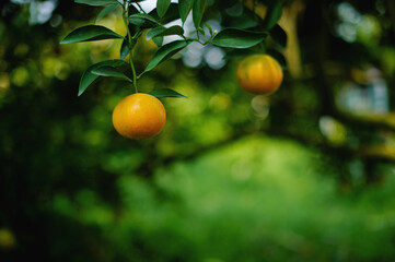 Oranges are sweet and sour fruits and are high in vitamin C. The Bulbul orchard is free from chemicals, the produce from the orchard that bears fruit according to the season.