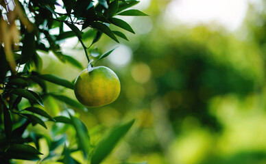 Oranges are sweet and sour fruits and are high in vitamin C. The Bulbul orchard is free from chemicals, the produce from the orchard that bears fruit according to the season.