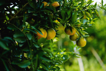 Oranges are sweet and sour fruits and are high in vitamin C. The Bulbul orchard is free from chemicals, the produce from the orchard that bears fruit according to the season.