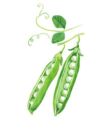 Green peas , green pea , green beans , raw peas , vegetables , legumes , food illustration , hand painted watercolor illustration