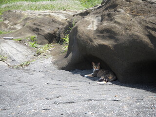 Fototapeta premium 岩陰で涼む野良猫