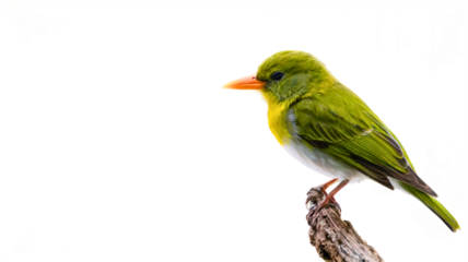 A green bird perched on a branch, resting itself. Transparent.