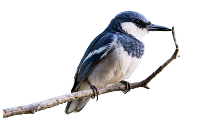 A small blue bird standing on a branch, which does not break due to the incredibly light weight of the bird.